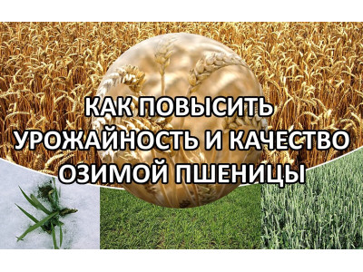 Як підвищити врожайність озимої пшениці