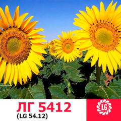 Семена подсолнечника ЛГ 5412