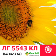 Семена подсолнечника ЛГ 5543