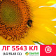 Семена подсолнечника ЛГ 5543