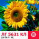 Семена подсолнечника ЛГ 5631