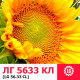 Насіння соняшнику ЛГ 5633