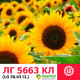 Семена подсолнечника ЛГ 5663