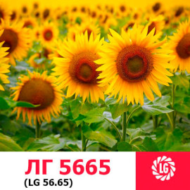 Насіння соняшнику ЛГ 5665