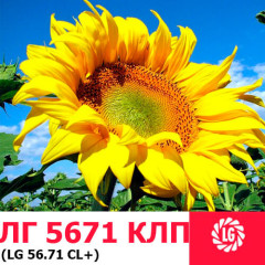 Семена подсолнечника ЛГ 5671