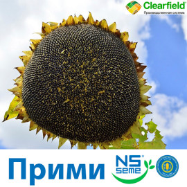 Семена Подсолнечника Прими