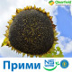 Семена Подсолнечника Прими