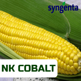 Семена кукурузы NK COBALT (НК Кобальт)