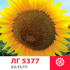 Семена подсолнечника ЛГ 5377