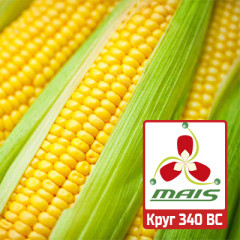 Семена кукурузы Круг 340 ВС МАИС