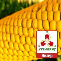 Семена кукурузы Визир МАИС