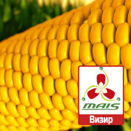 Насіння кукурудзи Візир МАЇС