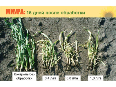 Оцінка заподіяної гербіцидом шкоди 
