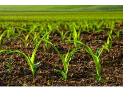 Українська кукурудза становить 95% імпорту цього зерна в Китай