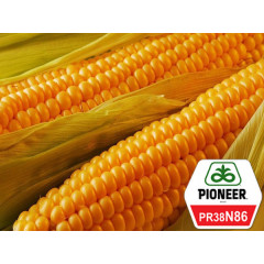 Семена кукурузы Pioneer PR38N86