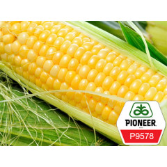 Семена кукурузы Pioneer Р9578