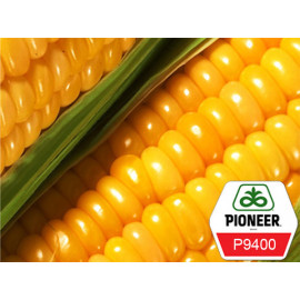 Семена кукурузы Pioneer Р9400