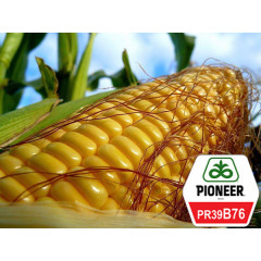 Семена кукурузы Pioneer PR39B76