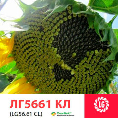 Семена подсолнечника ЛГ 5661