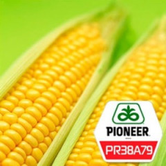 Семена кукурузы Пионер PR38A79