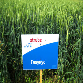 Озима пшениця ГЛАУКУС 1 репродукція
