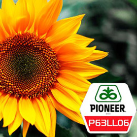 Семена подсолнечника Пионер P63LL06