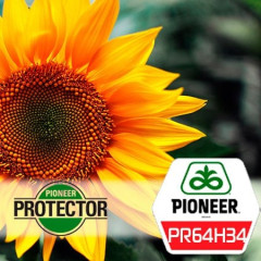 Семена подсолнечника Пионер PR64H34