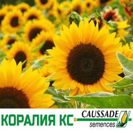 Насіння соняшнику Коралія КС