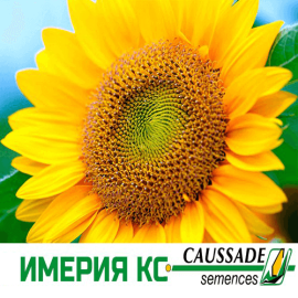 Насіння соняшнику ІМЕРІЯ КС