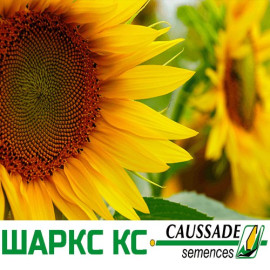 Насіння соняшнику Шаркс КС
