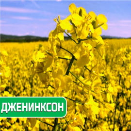 Насіння озимого ріпаку Дженіксон