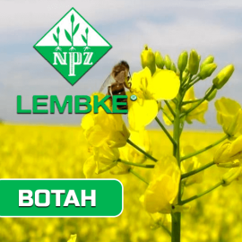 Насіння ріпаку Вотан