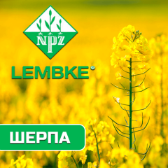 Семена озимого рапса Шерпа