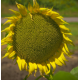 Насіння соняшнику НС Х 7258 (Раптор)