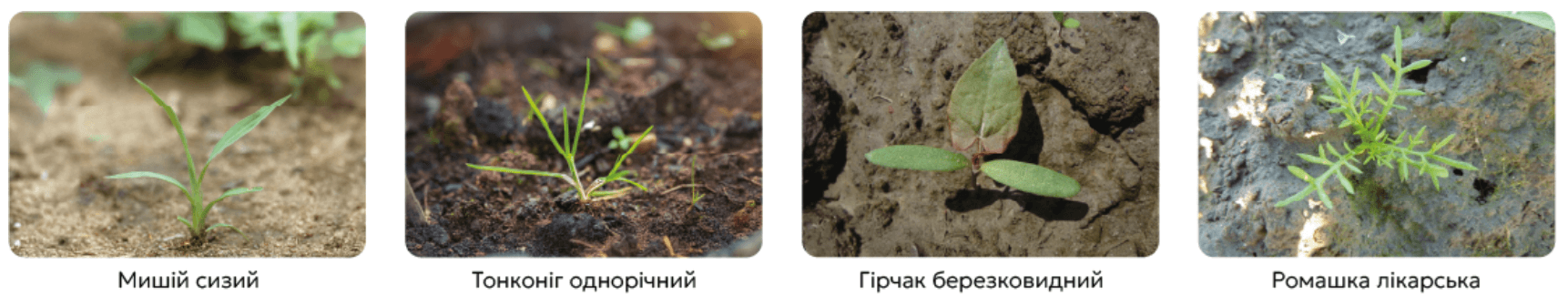 Спектр действия гербицида