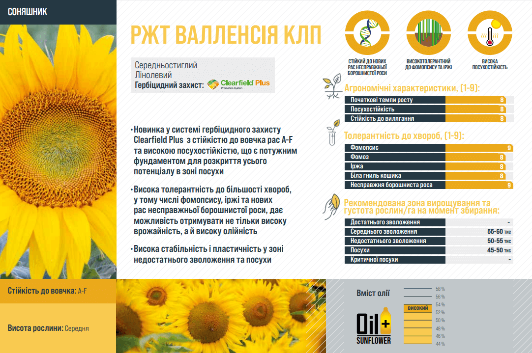 Семена подсолнечника РЖТ Валленсия ✔️ купить