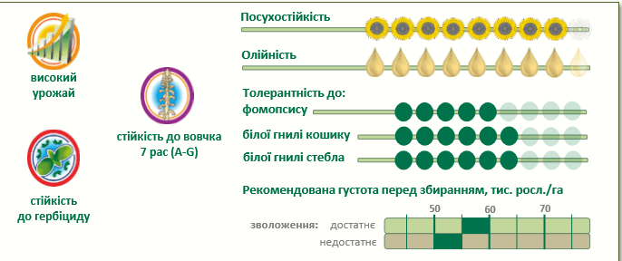 Купить Семена подсолнечника П64ЛЕ121 
