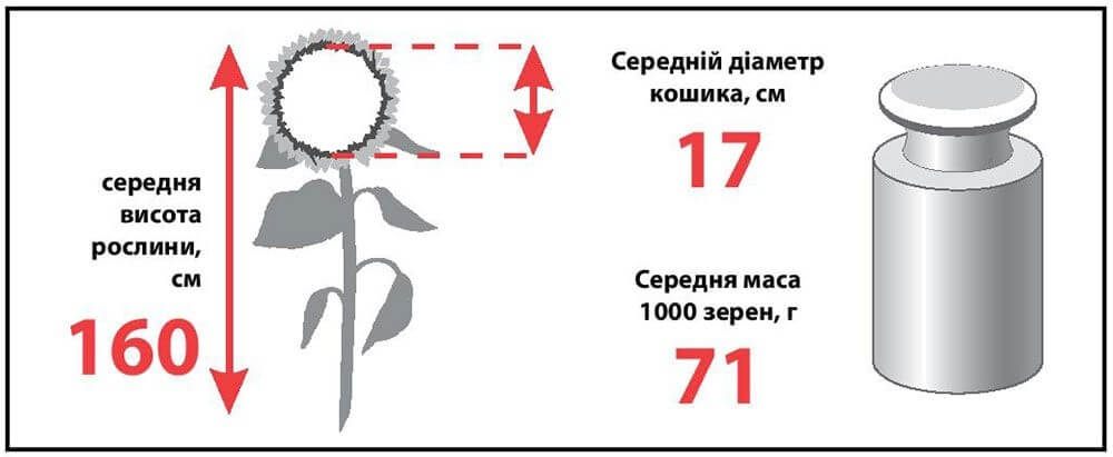 купить Семена подсолнечника ЛГ 5631