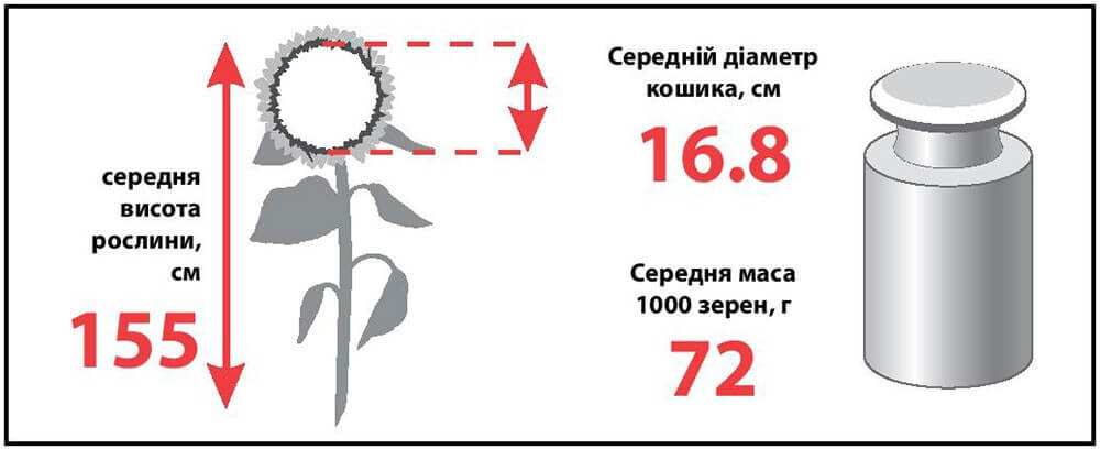 купити Насіння соняшнику ЛГ 5633