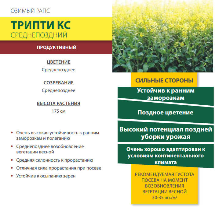 Семена Рапса Трипти