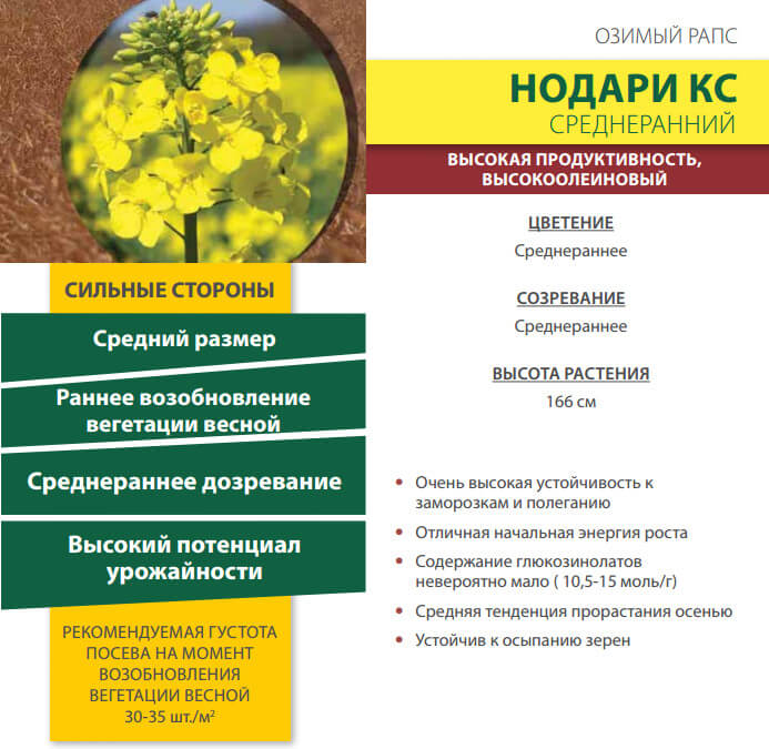 Семена озимого Нодари
