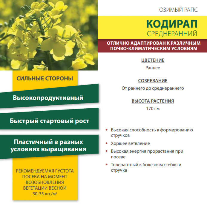 Семена Рапса Кодирап
