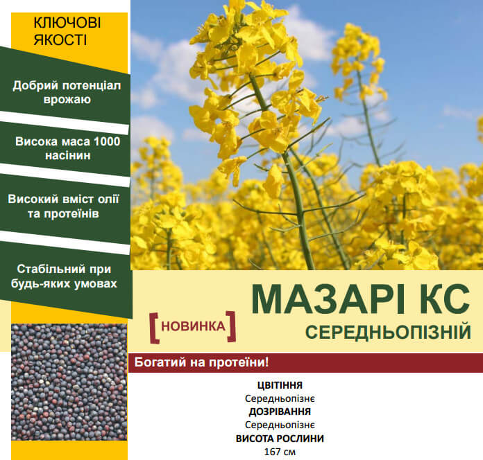 Рапс Мазари