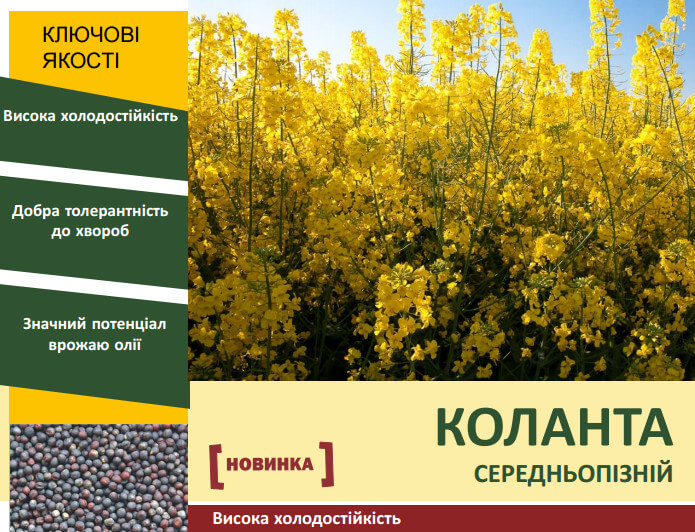 Семена озимого Рапса Коланта